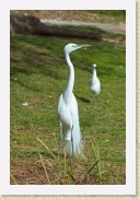 DSC_4163 Great Egret * 354 x 534 * (167KB)
